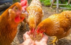 Chicken Feed