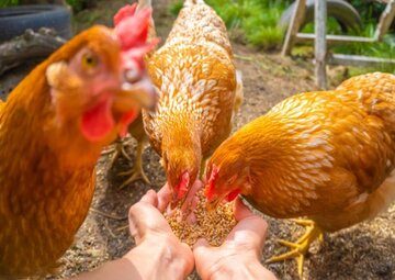 Chicken Feed